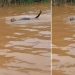Vídeo: Onça-pintada cruza rio do Amazonas e encanta canoeiro: ‘majestade da Amazônia’