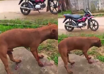Vídeo: Cachorro m0rt0 por PM não resiste e tutor pede justiça no interior do Amazonas