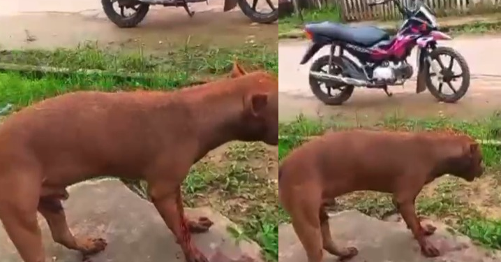 Vídeo: Cachorro m0rt0 por PM não resiste e tutor pede justiça no interior do Amazonas