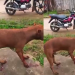 Vídeo: Cachorro m0rt0 por PM não resiste e tutor pede justiça no interior do Amazonas