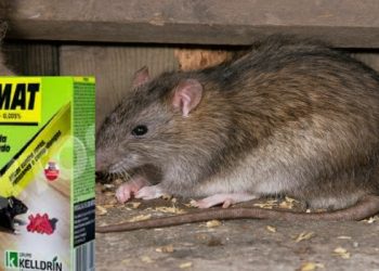 Filhos de 7 e 11 anos tomam vitaminada com veneno preparada pelo pai em Manaus