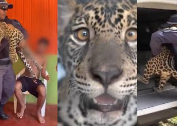 Vídeo: onça-pintada criada como “pet” é devolvida à família por falta de abrigo no AM