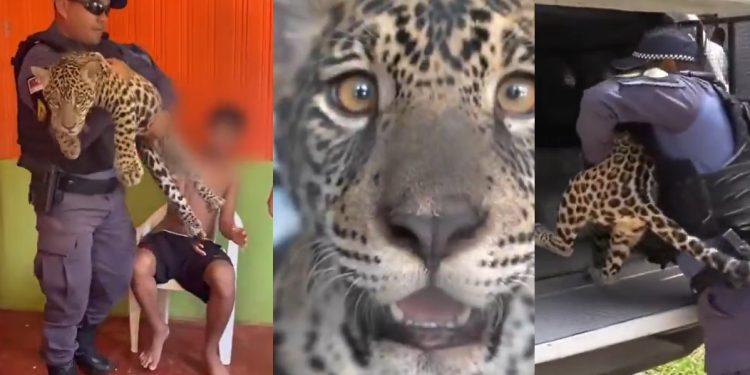 Vídeo: onça-pintada criada como “pet” é devolvida à família por falta de abrigo no AM