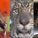 Vídeo: onça-pintada criada como “pet” é devolvida à família por falta de abrigo no AM