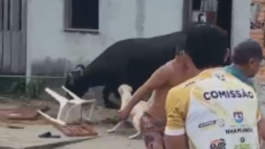 Que susto: Vídeo mostra boi que invadiu casa em Nhamundá após fugir de matadouro