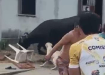 Que susto: Vídeo mostra boi que invadiu casa em Nhamundá após fugir de matadouro