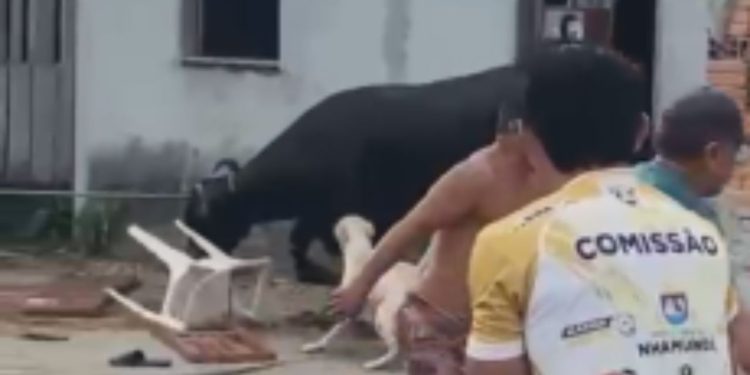 Que susto: Vídeo mostra boi que invadiu casa em Nhamundá após fugir de matadouro