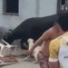 Que susto: Vídeo mostra boi que invadiu casa em Nhamundá após fugir de matadouro