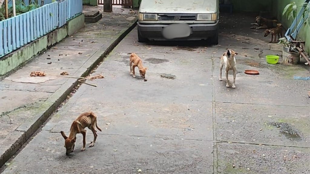 Extremamente magros e infestados de carrapato: homem é pres0 por maus-trat0s a 5 cachorros em Manaus