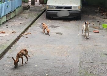 Extremamente magros e infestados de carrapato: homem é pres0 por maus-trat0s a 5 cachorros em Manaus