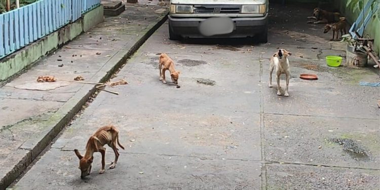 Extremamente magros e infestados de carrapato: homem é pres0 por maus-trat0s a 5 cachorros em Manaus