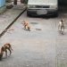 Extremamente magros e infestados de carrapato: homem é pres0 por maus-trat0s a 5 cachorros em Manaus
