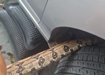 Morador do Mauazinho encontra cobra dentro do motor de seu carro; VEJA