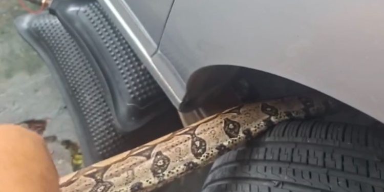 Morador do Mauazinho encontra cobra dentro do motor de seu carro; VEJA