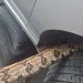 Morador do Mauazinho encontra cobra dentro do motor de seu carro; VEJA