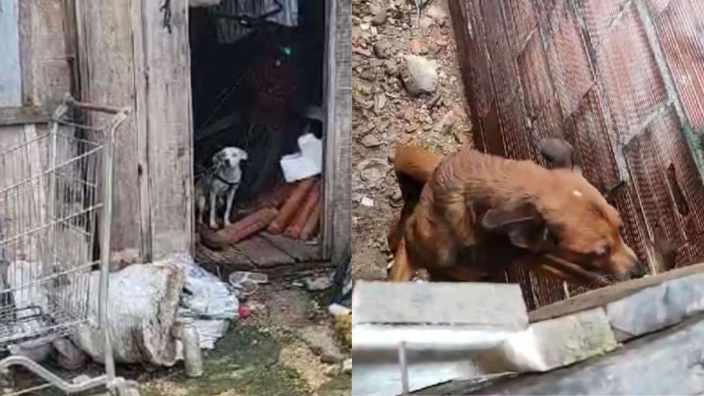 Mulher deixa cachorros presos com corda, sem água, comida e acaba presa na Compensa