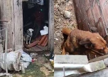Mulher deixa cachorros presos com corda, sem água, comida e acaba presa na Compensa