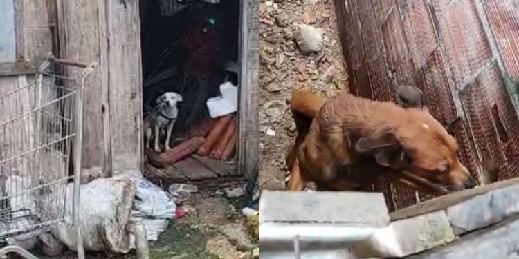 Mulher deixa cachorros presos com corda, sem água, comida e acaba presa na Compensa