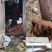 Mulher deixa cachorros presos com corda, sem água, comida e acaba presa na Compensa