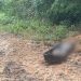 Veja: Homem é levado para ramal Puraquequara para ser t0rturad0 até a m0rt3