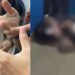 Vídeo mostra alunas arrancando o cabelo uma da outra dentro de escola em Manaus
