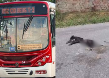 Motorista da linha 052 causa revolta após atr0pel4r cachorro 'Pingo' e seguir caminho em Manaus; VÍDEO