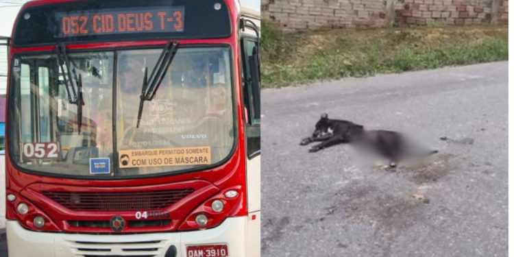 Motorista da linha 052 causa revolta após atr0pel4r cachorro 'Pingo' e seguir caminho em Manaus; VÍDEO