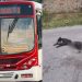 Motorista da linha 052 causa revolta após atr0pel4r cachorro 'Pingo' e seguir caminho em Manaus; VÍDEO