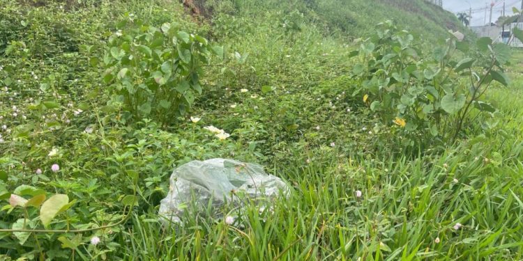 VEJA: Homem é encontrado m0rt0 com calc1nha de oncinha presa na perna no Parque das Laranjeiras