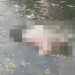 Vídeo forte: morador de Manaus grava de perto homem m0rto no igarapé: ‘boiou agorinha’
