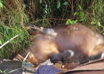 Vídeo: dois cavalos são encontrados m0rtos no Distrito Industrial em Manaus