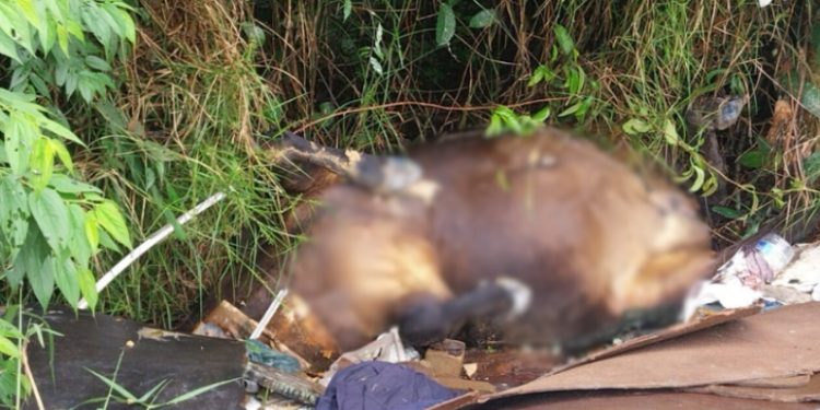 Vídeo: dois cavalos são encontrados m0rtos no Distrito Industrial em Manaus