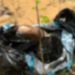 Corp0 sem cabeça é encontrado na BR-174 em decomp0sição em Manaus