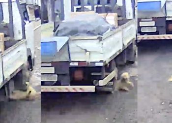 Vídeo forte mostra caminhão atr0pelando cachorro no Amazonas