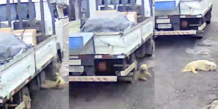 Vídeo forte mostra caminhão atr0pelando cachorro no Amazonas