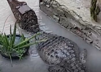Vídeo: moradora abre a porta durante chuva em Manaus e dá de cara com jacaré: ‘meu Deus’