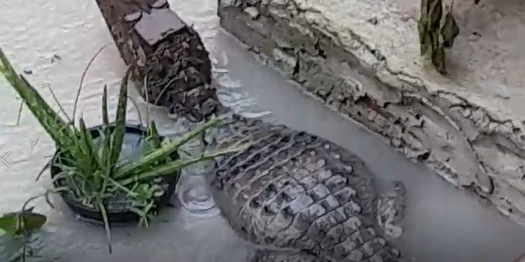 Vídeo: moradora abre a porta durante chuva em Manaus e dá de cara com jacaré: ‘meu Deus’