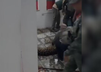 Vídeo: Onça m0rr3 após invadir quartel dos Bombeiros em Novo Airão