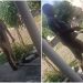 Idoso é assass1nad0 dois dias após arremessar e m4tar filhote de gato