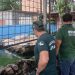 Homem que criava tartarugas, pirarucus e tambaquis no Parque 10 é multado em R$ 140 mil