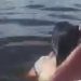 Vídeo: Mulher fica furiosa ao ser impedida de atravessar o rio nadando em Tefé: 'Tá dr0g4da mesmo'