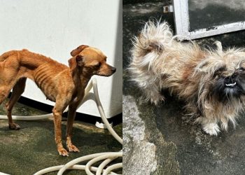 Mulher que deixou cachorrinhos só 'pele e osso' em casa é presa no Nova Cidade