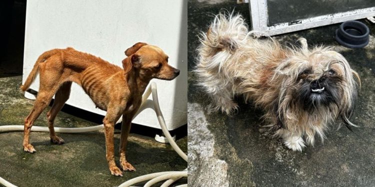 Mulher que deixou cachorrinhos só 'pele e osso' em casa é presa no Nova Cidade