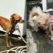 Mulher que deixou cachorrinhos só 'pele e osso' em casa é presa no Nova Cidade