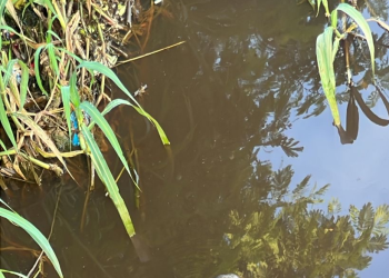 Veja: Moradores encontram cadáv3r boiando em igarapé no bairro Compensa