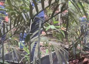 Vídeo: homem totalmente sem r0upa e em decomposiçã0 é encontrado no mato em Manaus