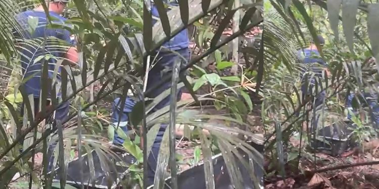Vídeo: homem totalmente sem r0upa e em decomposiçã0 é encontrado no mato em Manaus