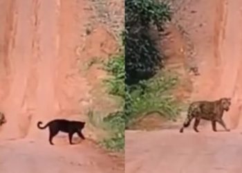 Vídeo: motoqueiros saem para dar rolê no Amazonas e dão de cara com onças no ramal