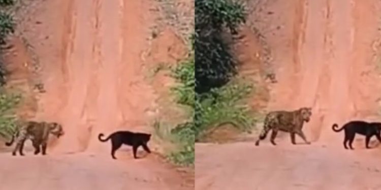 Vídeo: motoqueiros saem para dar rolê no Amazonas e dão de cara com onças no ramal