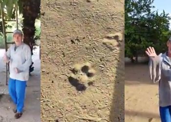 Vídeo: onça come caseiro após ele gravar vídeo das suas pegadas